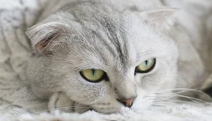 AIYOUXI-大连英博客场表现稳健，积分稳步攀升，大连英新科技有限公司